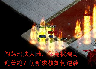 闯荡玛法大陆,你竟被鸡哥追着跑?萌新求教如何逆袭 闯荡玛法大陆,你竟被鸡哥追着跑?萌新求教如何逆袭